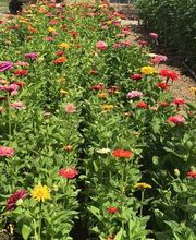 Gärtnerei Goldschmitt B. Jungnitsch Bild 4