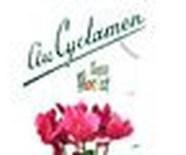 Au Cyclamen image 2