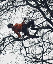 Jb-Dienstleistungen Baumpflege&Gartenpflege Bild 3