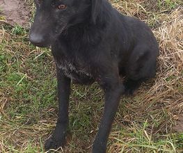 Second Hand Hunde in Not Bild 2