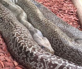 Reptiland image 10
