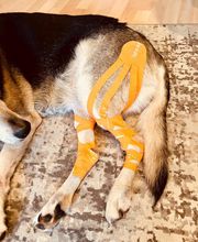 Tiertherapie Rosenthal Bild 6