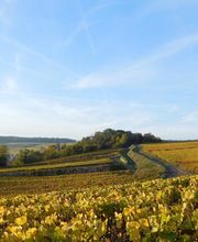Champagne Jacques Sonnette image 3