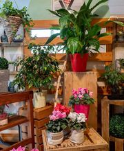 Fleuriste Vautcranne image 9