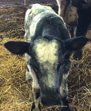 Copeland Insurance Agency, Inc. image 10