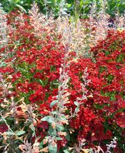 Gander Gartenbau Bild 9