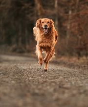 Hundeschule Schussenpfoten Bild 9