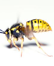 BS3D image 2