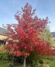 L'Ilot Pomme Cottage image 1