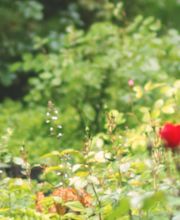 Dietz Gartenbau GmbH Bild 2