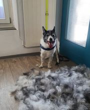 Hundesalon Farah Bild 11