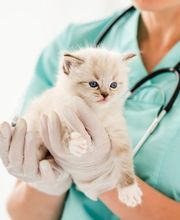 VET Zentrum Zürich Letzigrund | Notfall Tierarzt | 365 Tage | 07:00 - 23:00 Bild 3