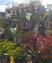 Gamm Vert Marans image 10