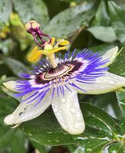 Naturheilpraxis HOLOS Fulga Stefania Marianov Bild 15