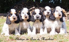 ÉLEVAGE DU BOIS DE MORCHÈNE