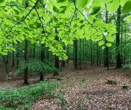 FriedWald Kisdorf Bild 5