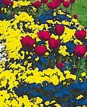 Klinke Garten Bild 1