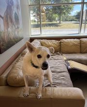 Spa Paw & Tail Premier Pet Resort image 3