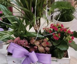 Las Flores de Carlos imagen 10