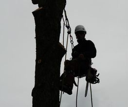 Arbre Design image 1