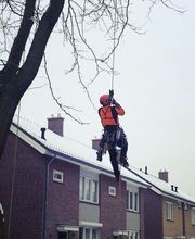 Dirven Boomverzorging afbeelding 9