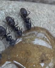 311353247-1-wUJACUo3Kf1785321287098.jpeg