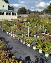 Nicole's Greenhouse & Florist image 13