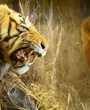 Domaine royal de Randan image 5