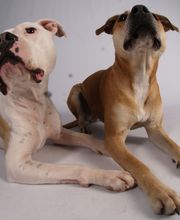 Hundeschule DOGS4LIFE.CH Bild 9