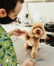 Mökai Mascotas imagen 1