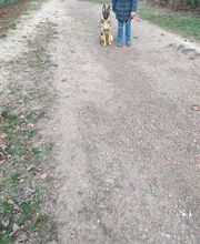 Antonio Rita Educateur et Comportementaliste canin image 10