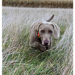 Hundeschule Pirschgang