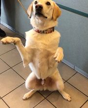 Gentle Doctor Animal Hospital image 15