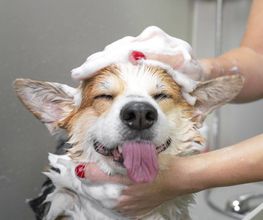 Paws and Tails Hundesalon Bild 2