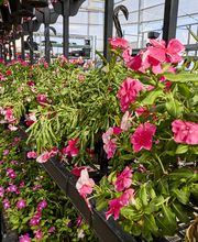 Garden Center Detail Shot