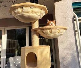 katzenbaum.ch Bild 7