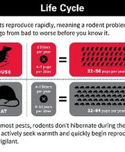 Source Pest Control image 18