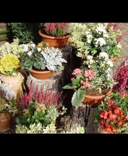 Friedhofsgärtnerei und Blumengeschäft Wieting Bild 10
