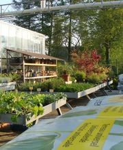 Galley fleurs Bild 8