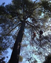 Des Jardins et des Arbres SARL image 6