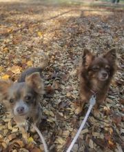 Tinkerbell Die Haushaltsfee Bild 4