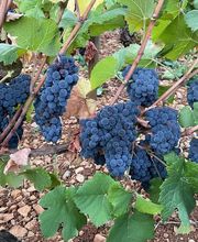 MAISON ALBERT SOUNIT image 1