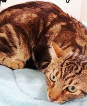 Arca Veterinaria imagen 11