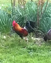 Animalerie Duval image 3