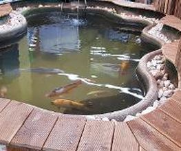 Teichfische im DAS FUTTERHAUS Schwarzenbek