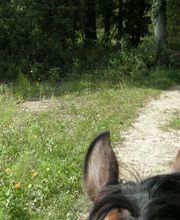 Cheval Nature image 10