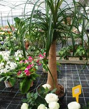 Herrmann Pflanzen GmbH Bild 9