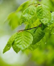 FriedWald Hegau Bild 7