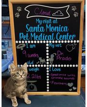 Santa Monica Pet Medical Center image 5