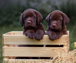 Reinado Canino imagen 4
